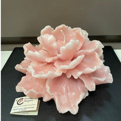 Maxi dalia Cereria Parma - cipria