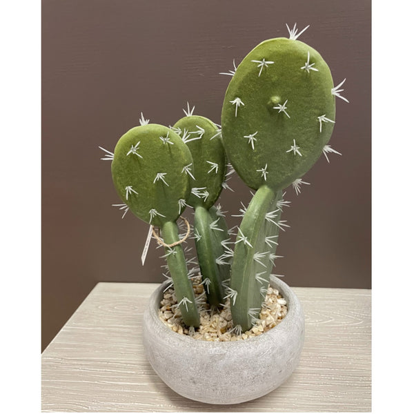 Pianta grassa